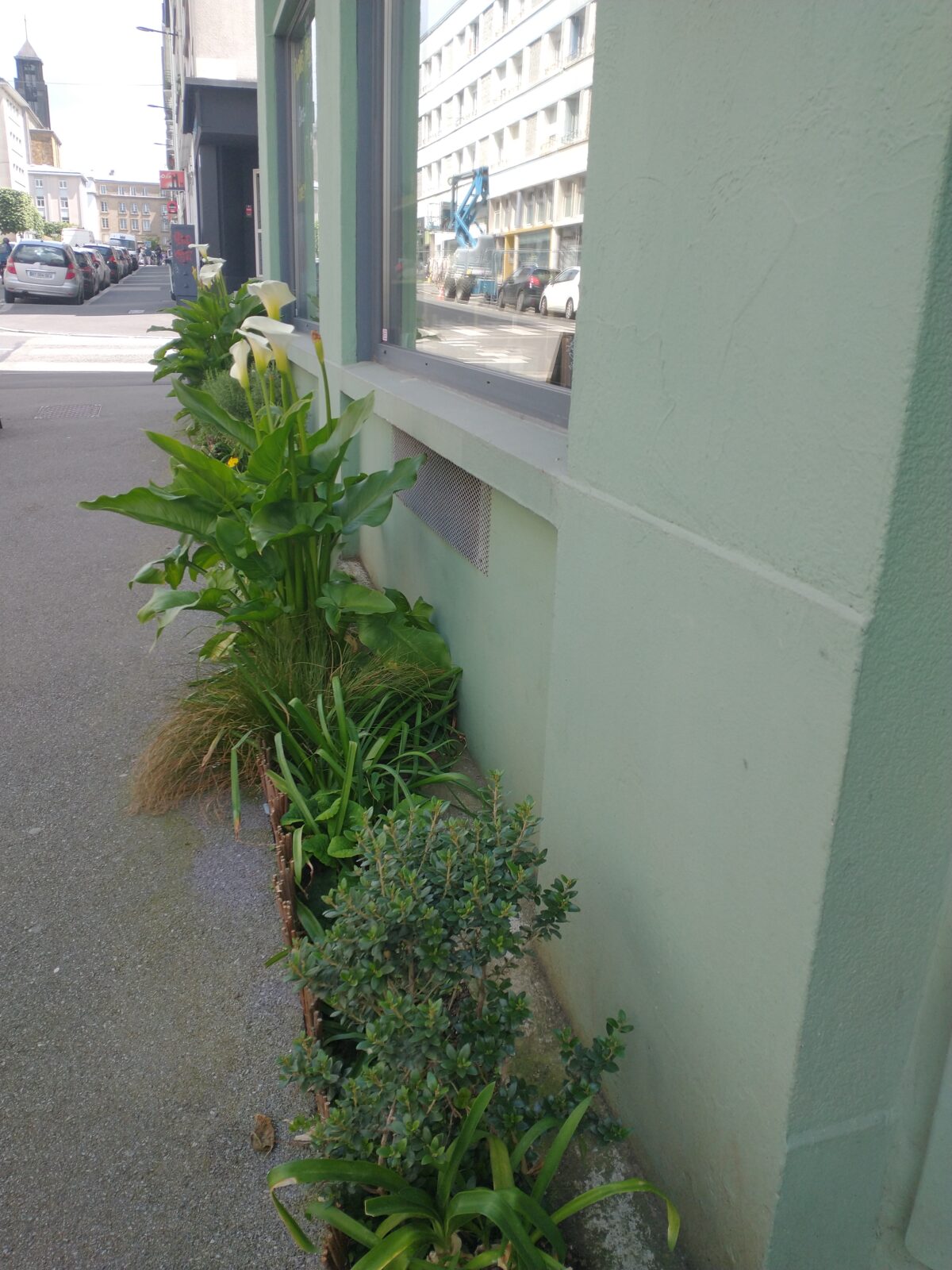 "Des Fleurs dans ma rue", le jardinet des Bocaux d'Anna