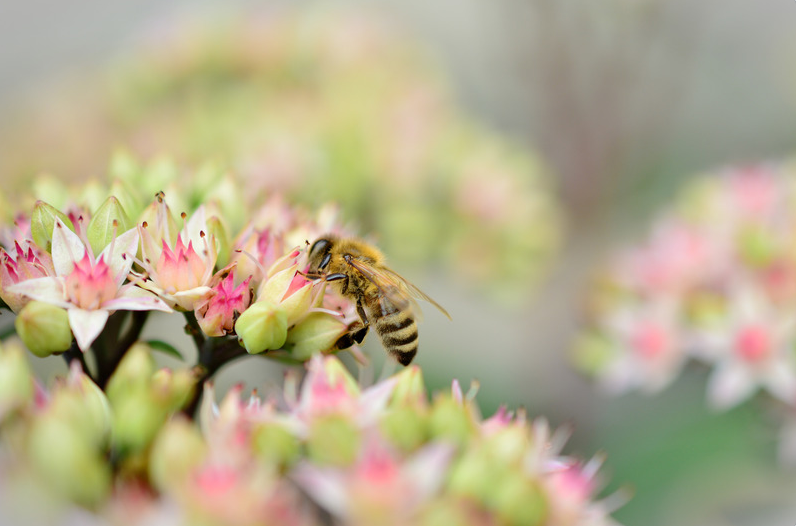 Loi Duplomb tueuse d'abeilles